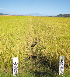 《おしえて！編集長》 水稲新品種 「山形９７号」って？