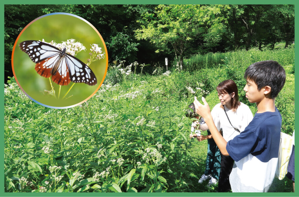 山形市野草園 フジバカマが開花／間もなくアサギマダラも